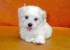 말티즈 암컷ㅋ